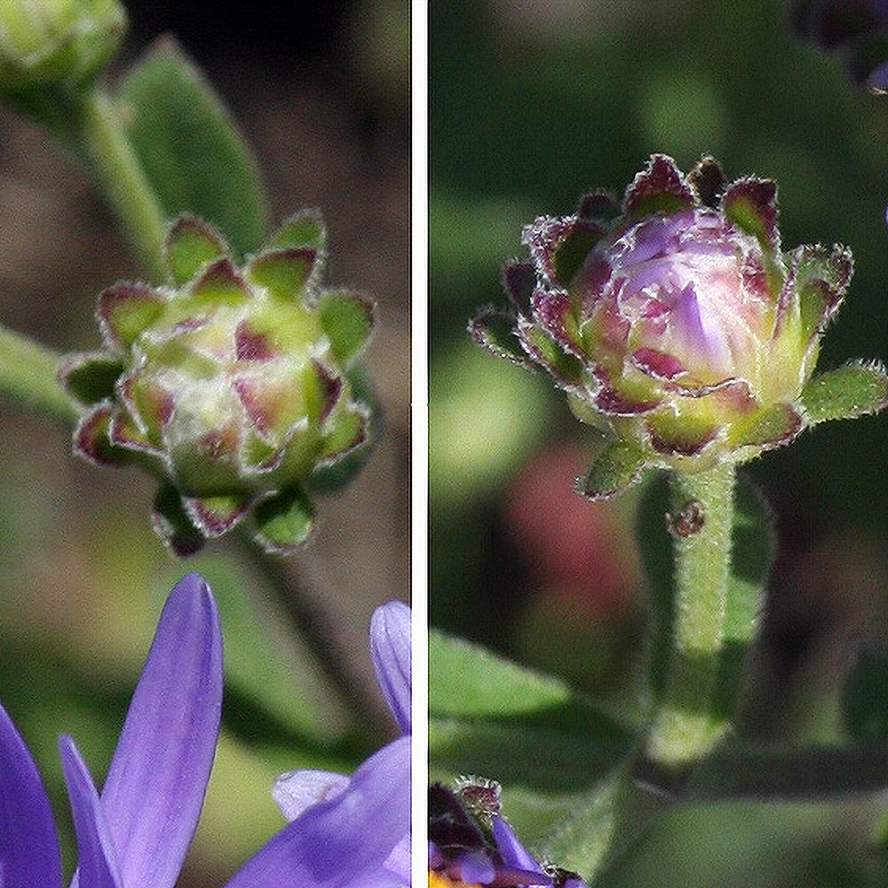 Amellaster 'King George' (6 tk) - Image 4