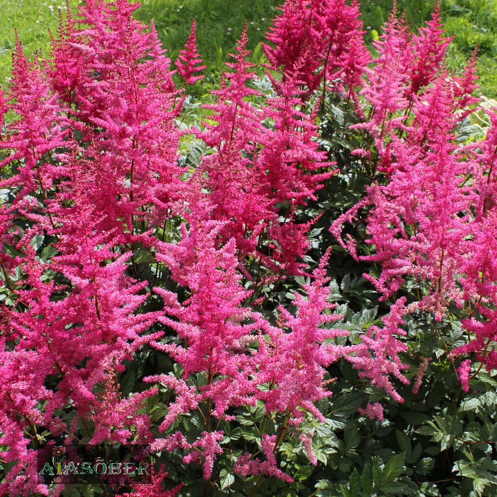 Jaapani astilbe 'Montgomery' (6 tk) - Image 3