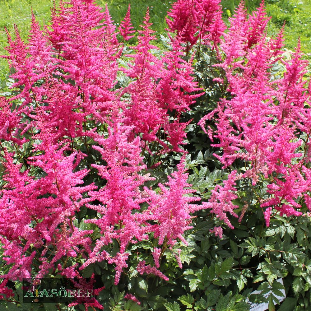 Jaapani astilbe 'Montgomery' (6 tk) - Image 4