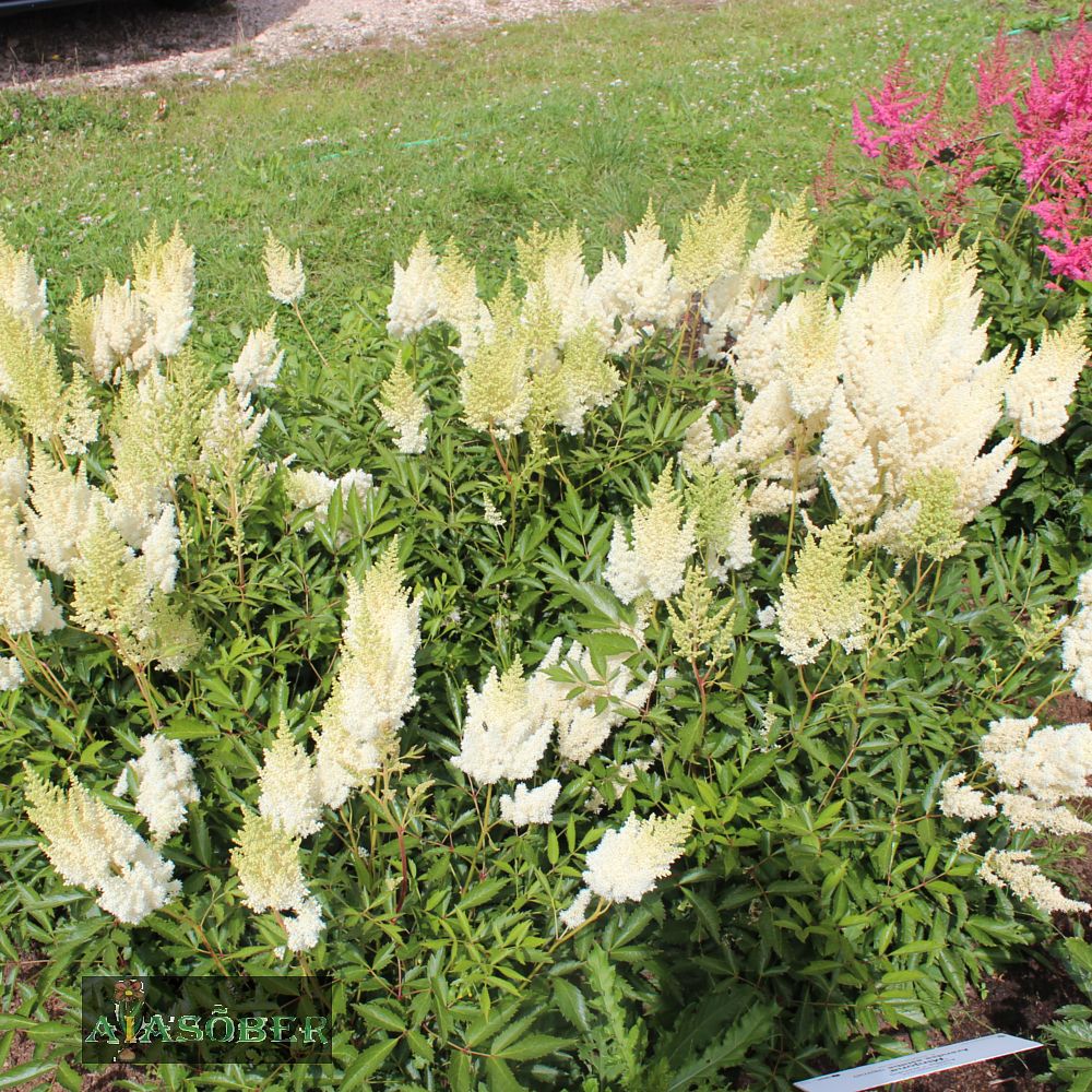 Arendsi astilbe 'Weisse Gloria' (6 tk) - Image 3