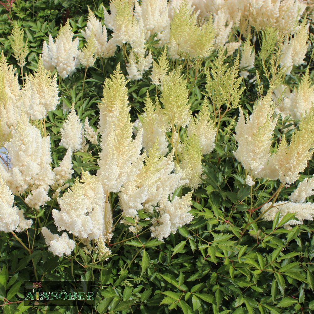 Arendsi astilbe 'Weisse Gloria' (6 tk) - Image 4