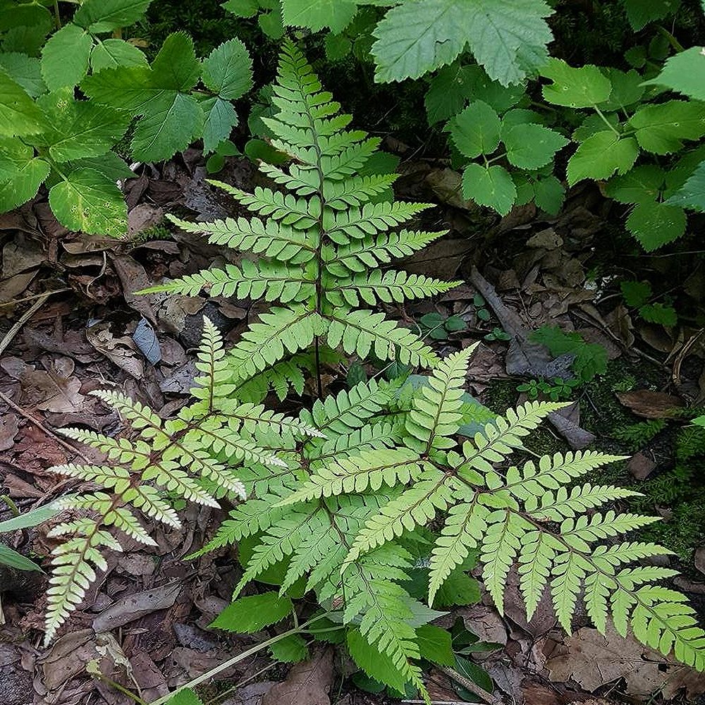 Punaroodne naistesõnajalg (6 tk) - Image 2
