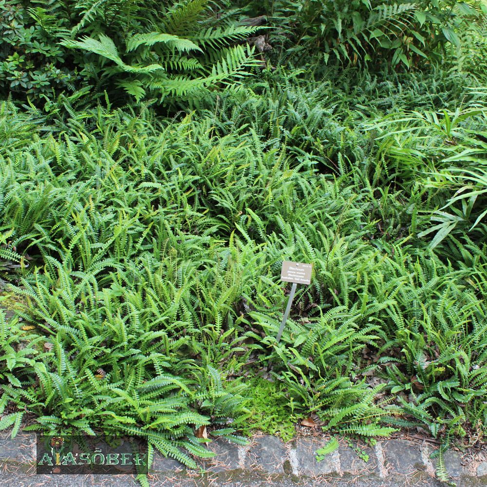 Roodjala liik (6 tk) - Image 2