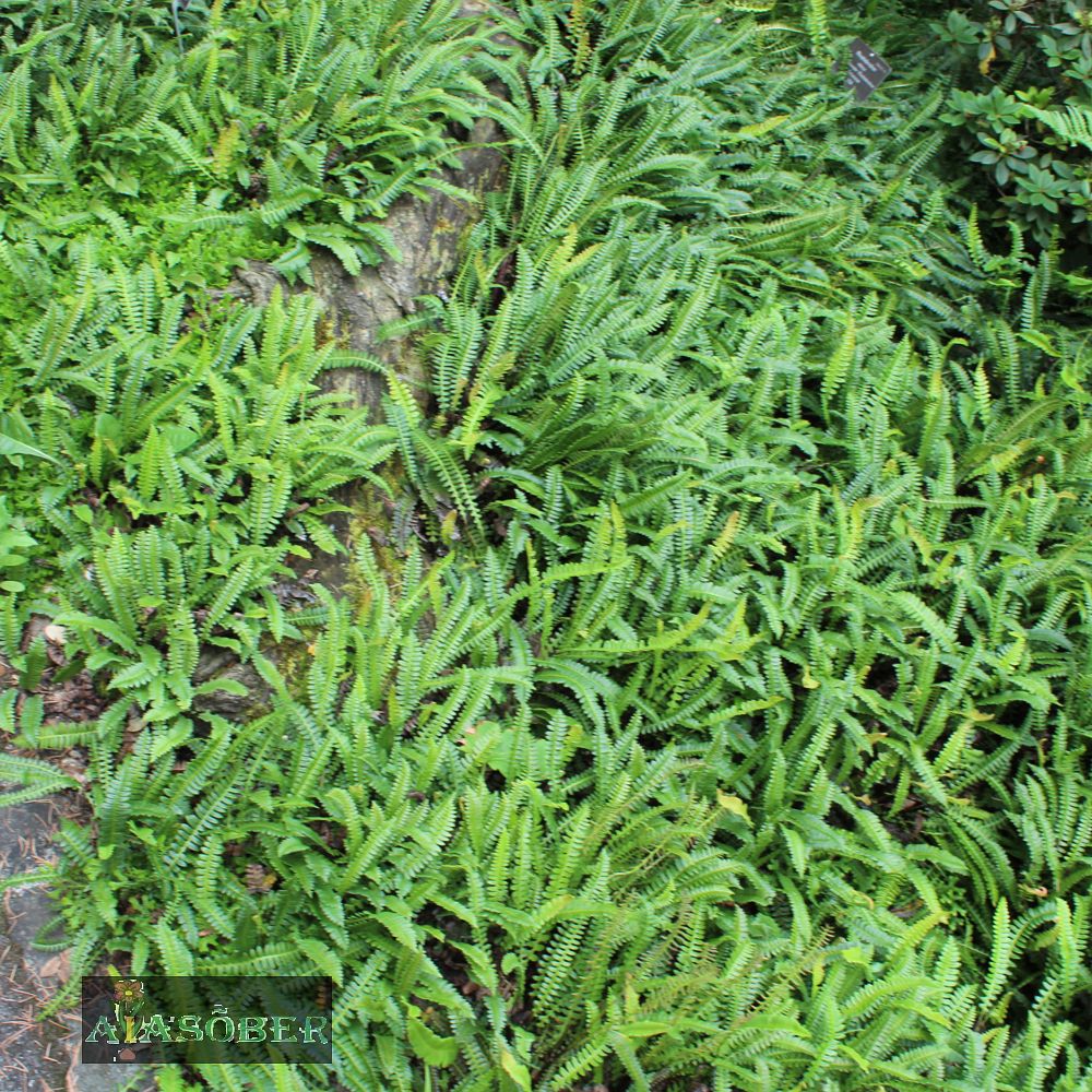 Roodjala liik (6 tk) - Image 3