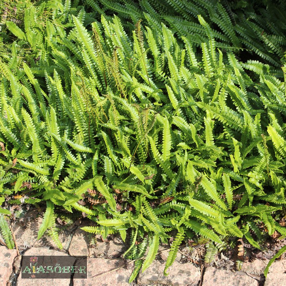 Roodjala liik (6 tk) - Image 4