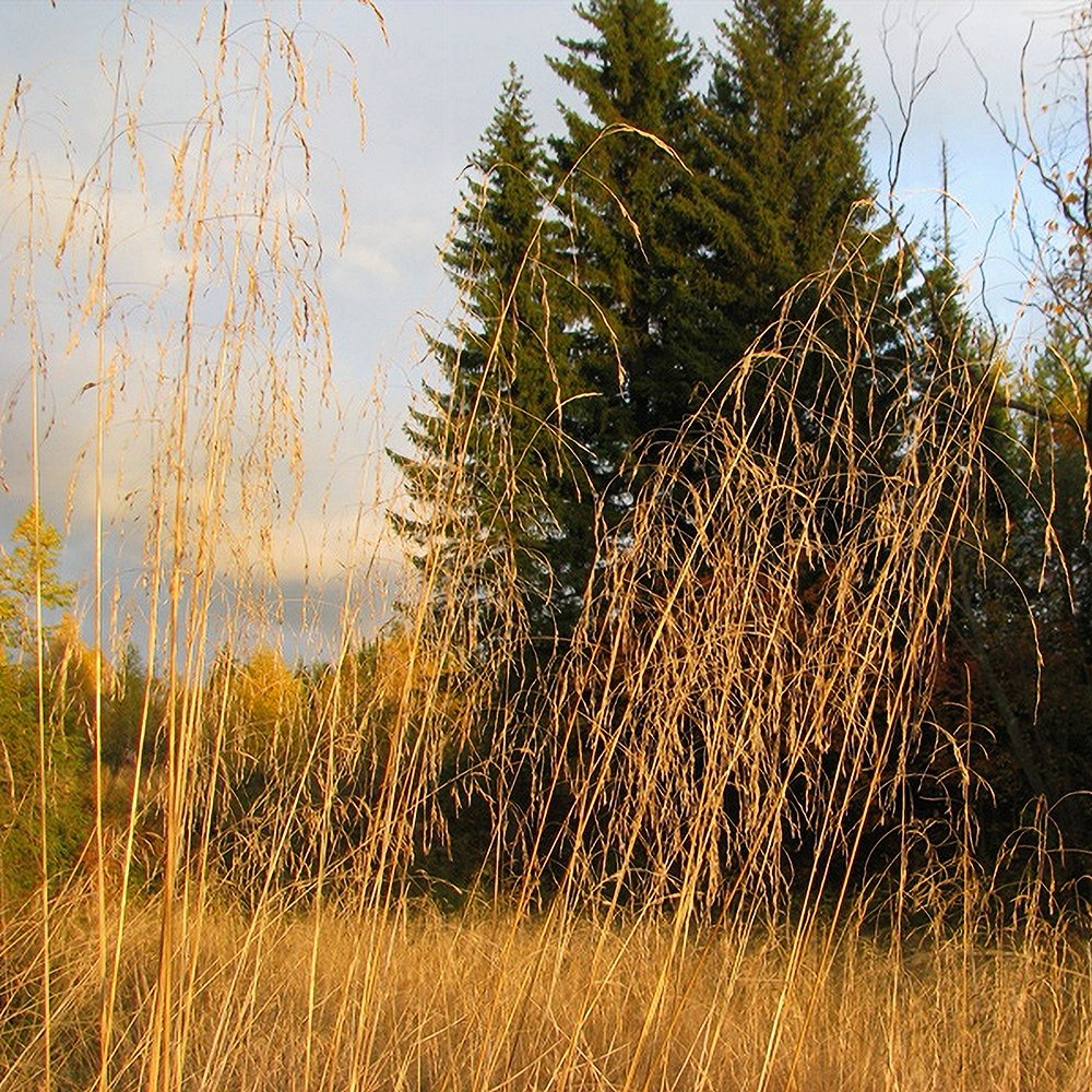 Luht-kastevars 'Goldschleier' (6 tk) - Image 3