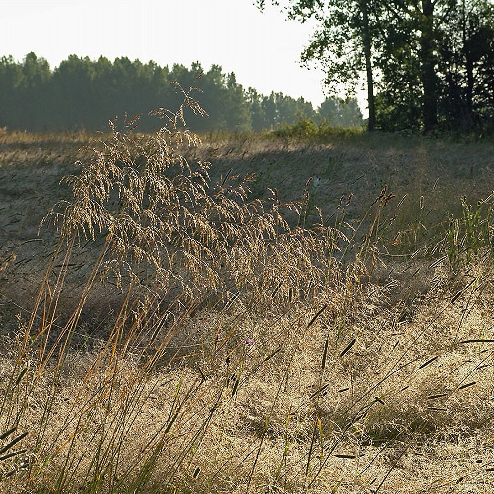 Luht-kastevars 'Goldschleier' (6 tk) - Image 4