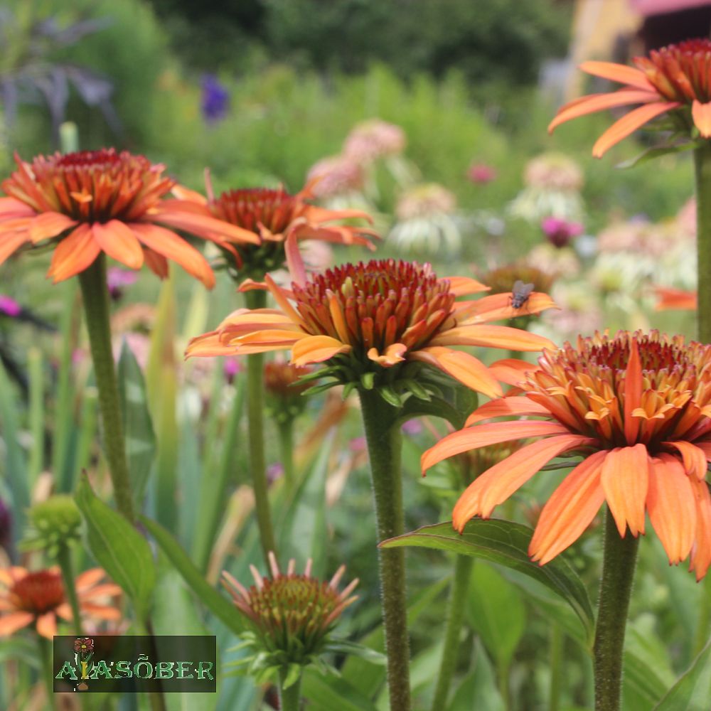 Siilkübar 'Big Kahuna' (6 tk) - Image 3