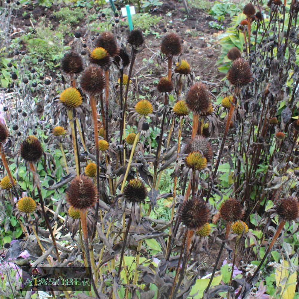 Siilkübar 'Big Kahuna' (6 tk) - Image 4