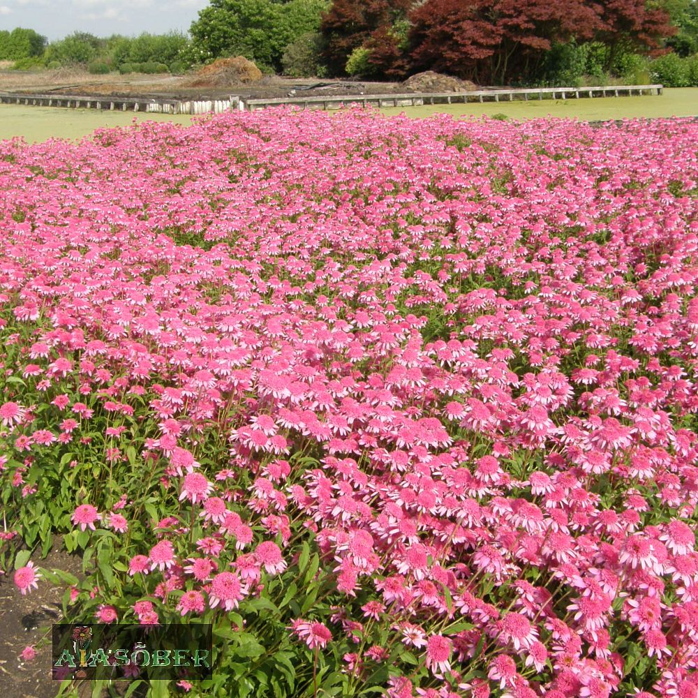 Siilkübar 'Butterfly Kisses' (6 tk) - Image 3