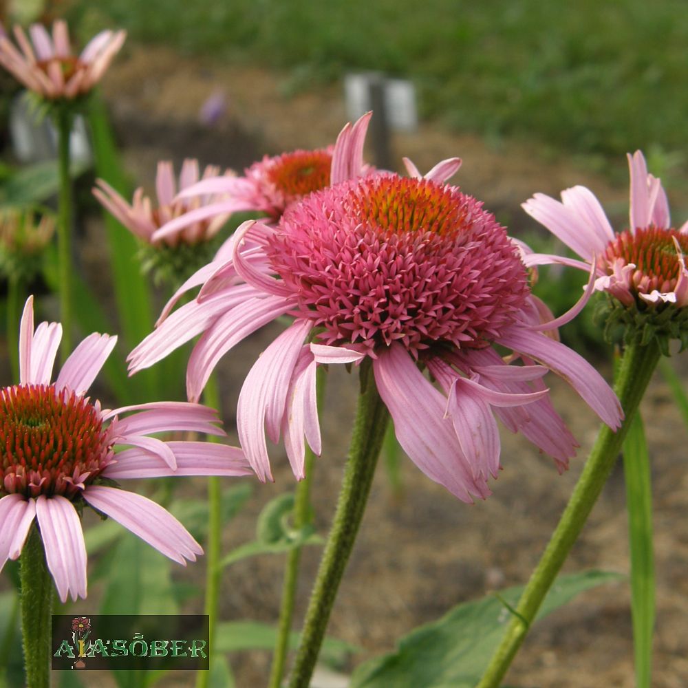 Siilkübar 'Butterfly Kisses' (6 tk) - Image 4