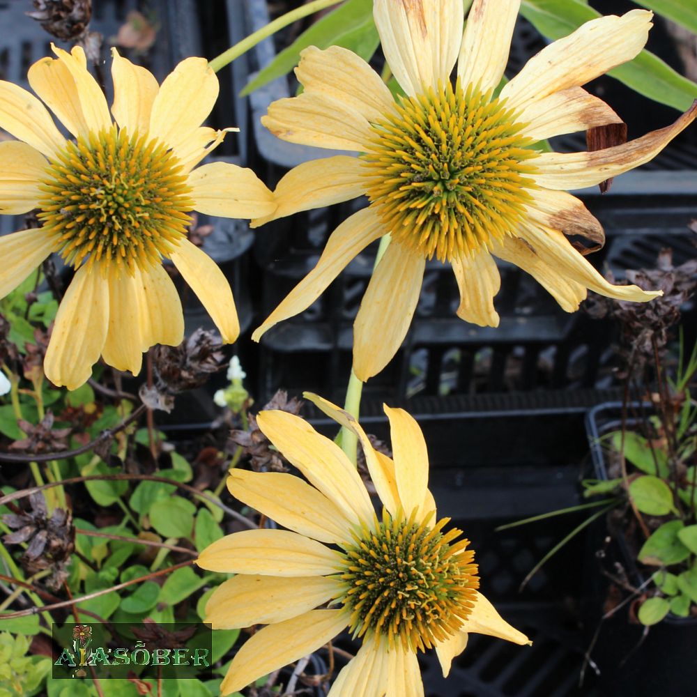 Siilkübar 'Cleopatra' (6 tk) - Image 3