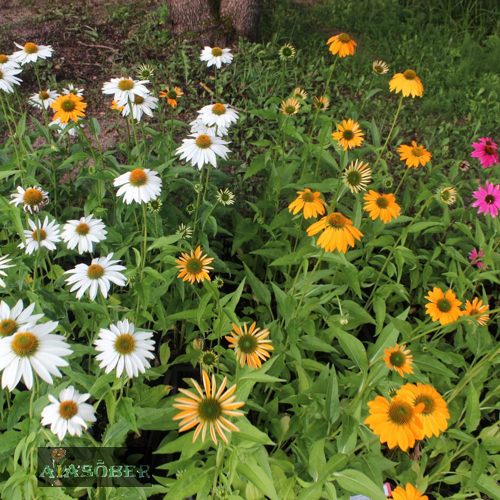 Siilkübar 'Cleopatra' (6 tk) - Image 4