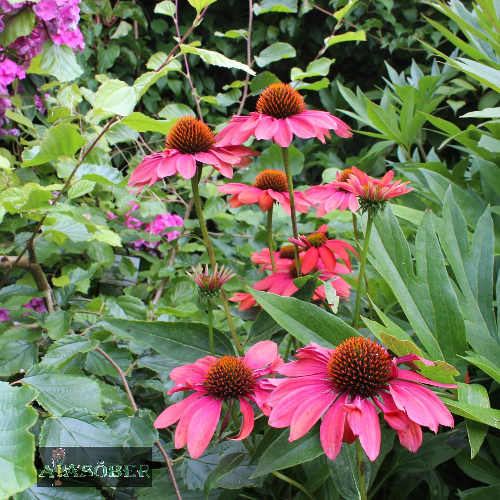 Siilkübar 'Delicious Candy' (6 tk) - Image 4