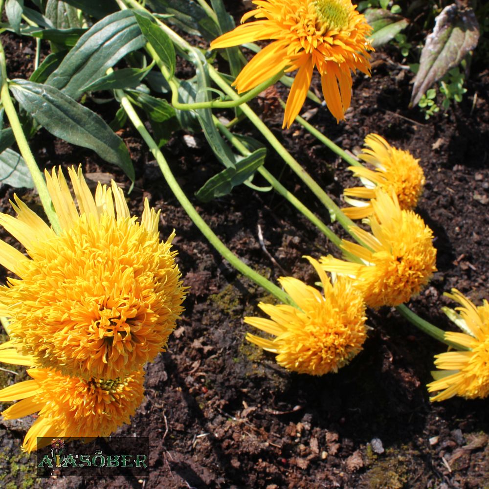 Siilkübar 'Eccentric Yellow' (6 tk) - Image 3