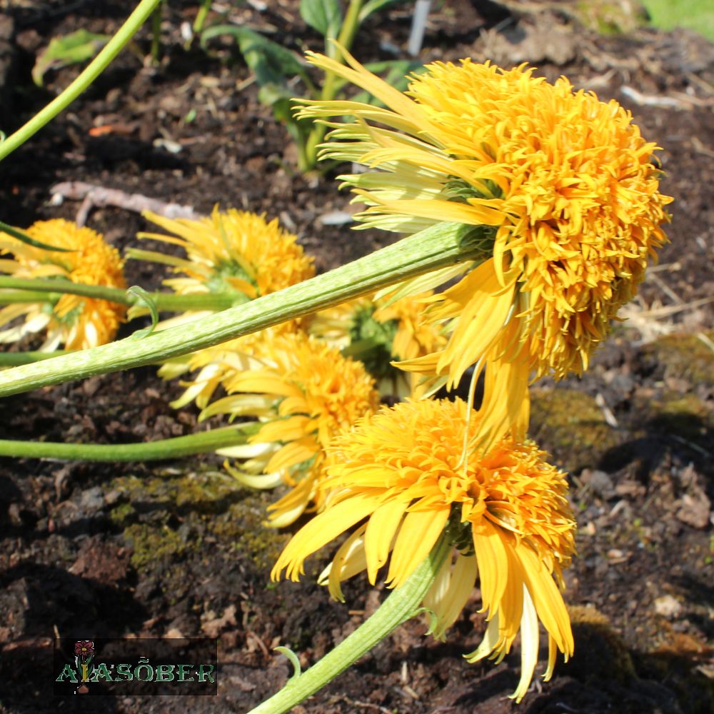 Siilkübar 'Eccentric Yellow' (6 tk) - Image 4