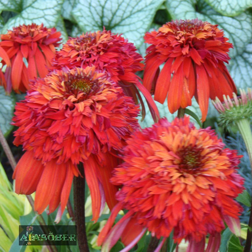 Siilkübar 'Hot Papaya' (6 tk) - Image 3