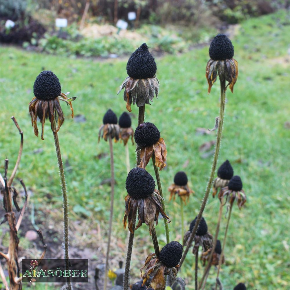 Siilkübar 'Hot Papaya' (6 tk) - Image 4