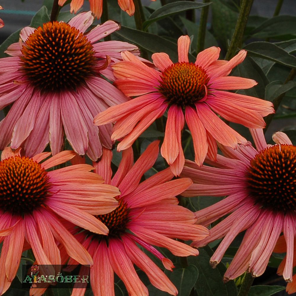 Siilkübar 'Hot Summer' (6 tk) - Image 3