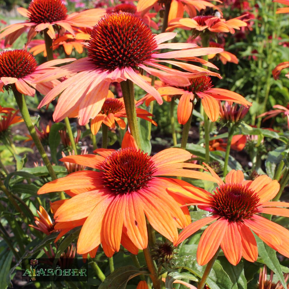 Siilkübar 'Hot Summer' (6 tk) - Image 4