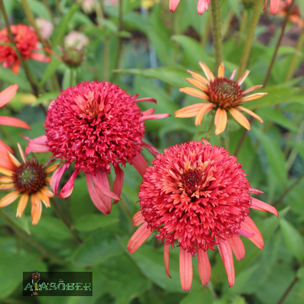 Siilkübar 'Irresistible' (6 tk) - Image 3