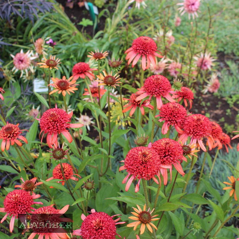 Siilkübar 'Irresistible' (6 tk) - Image 4