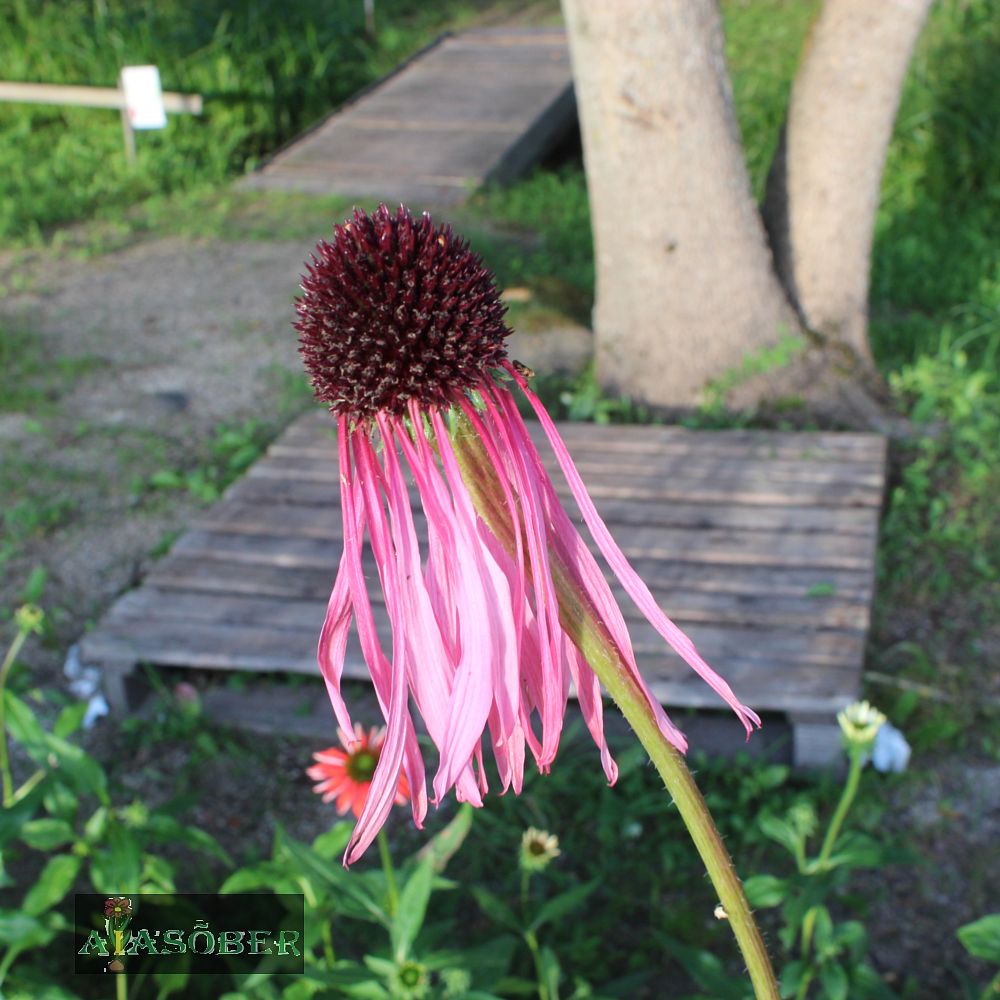 Kahkjas siilkübar - Image 3