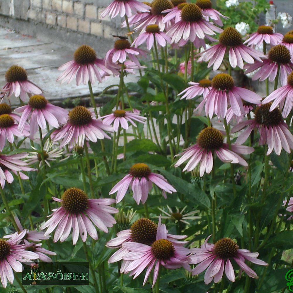 Purpur-siilkübar (6 tk) - Image 3