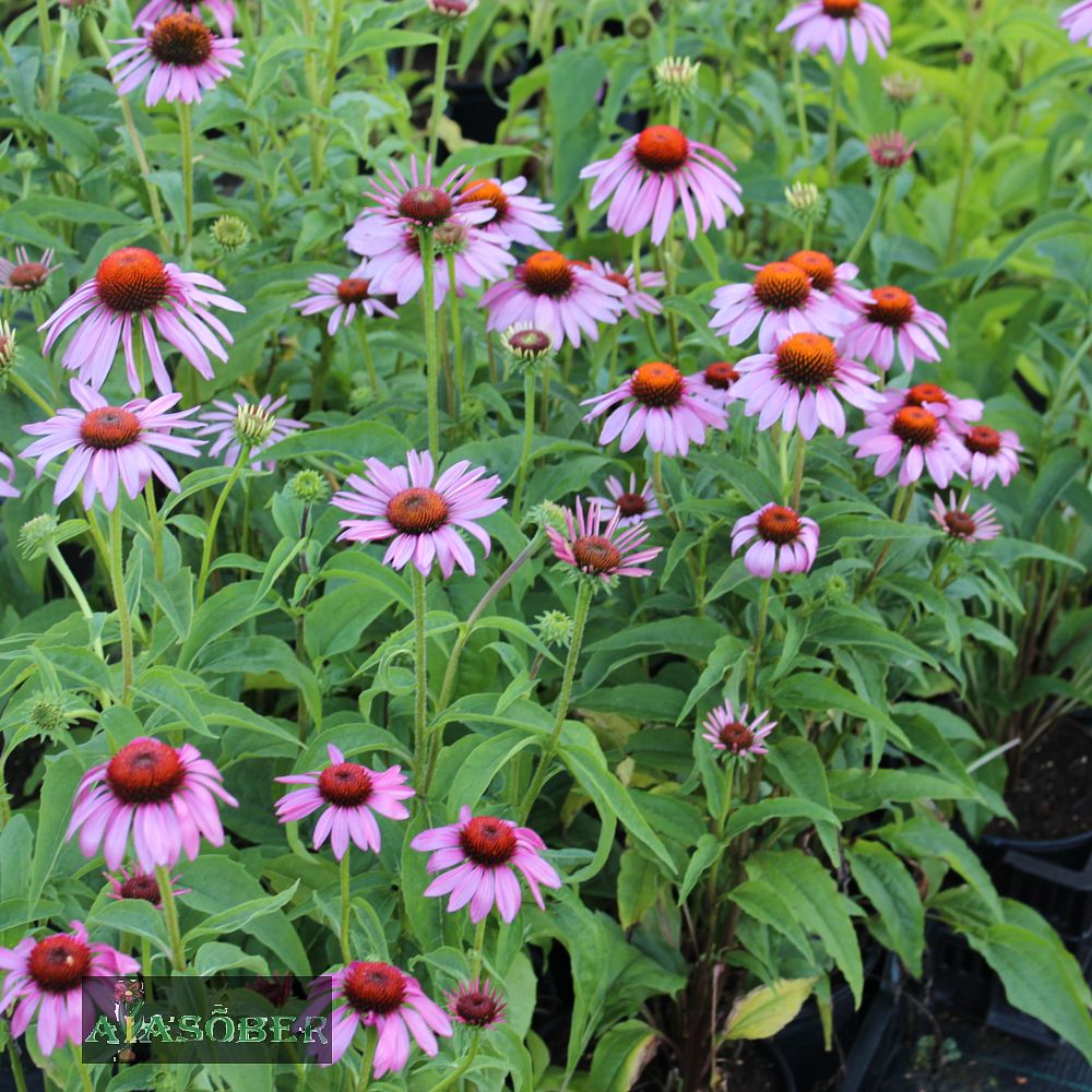 Purpur-siilkübar (6 tk) - Image 4