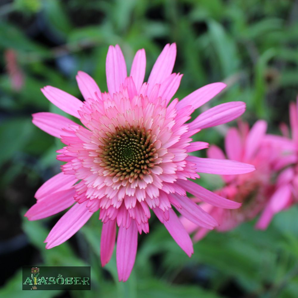 Siilkübar 'Southern Belle' (6 tk) - Image 2