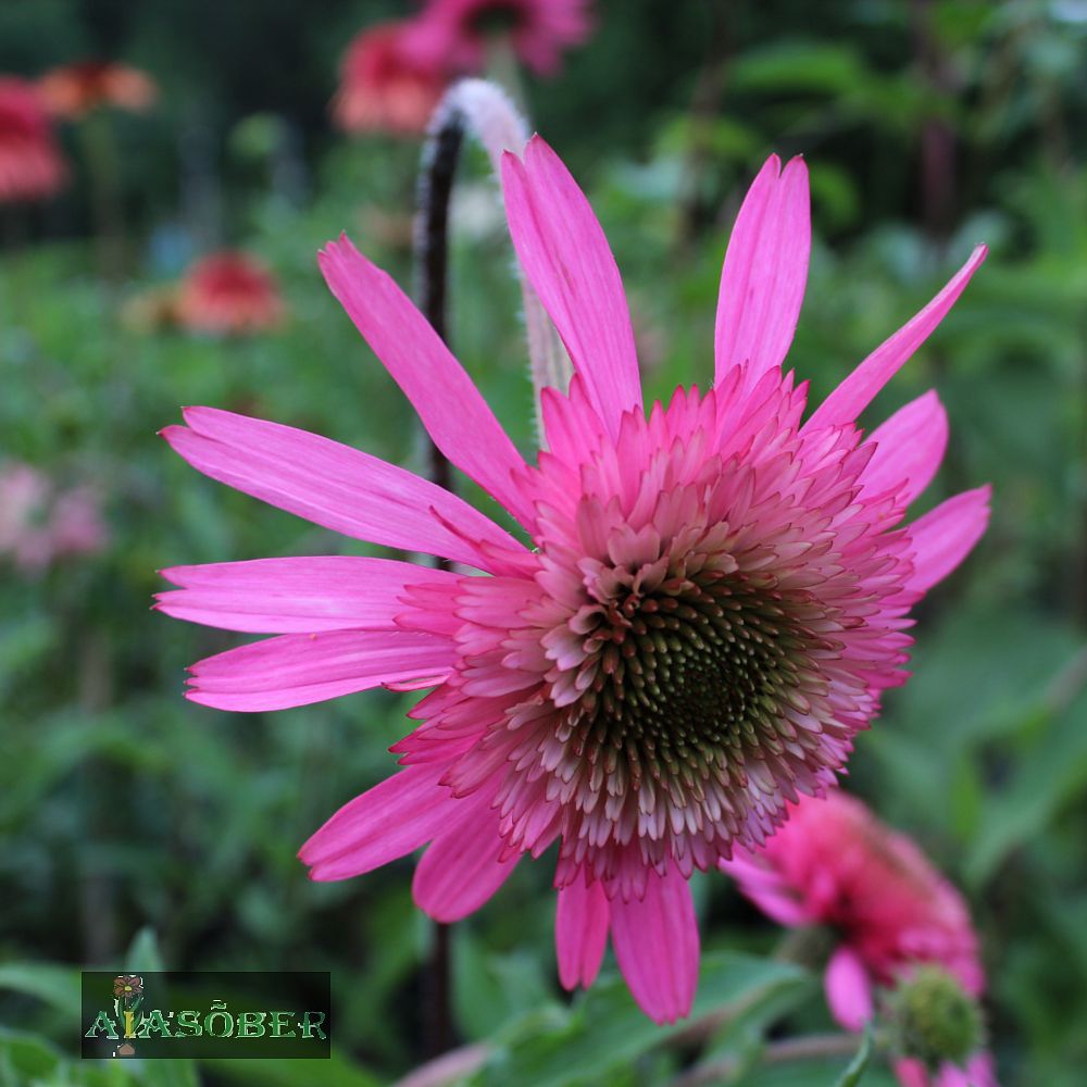 Siilkübar 'Southern Belle' (6 tk) - Image 3