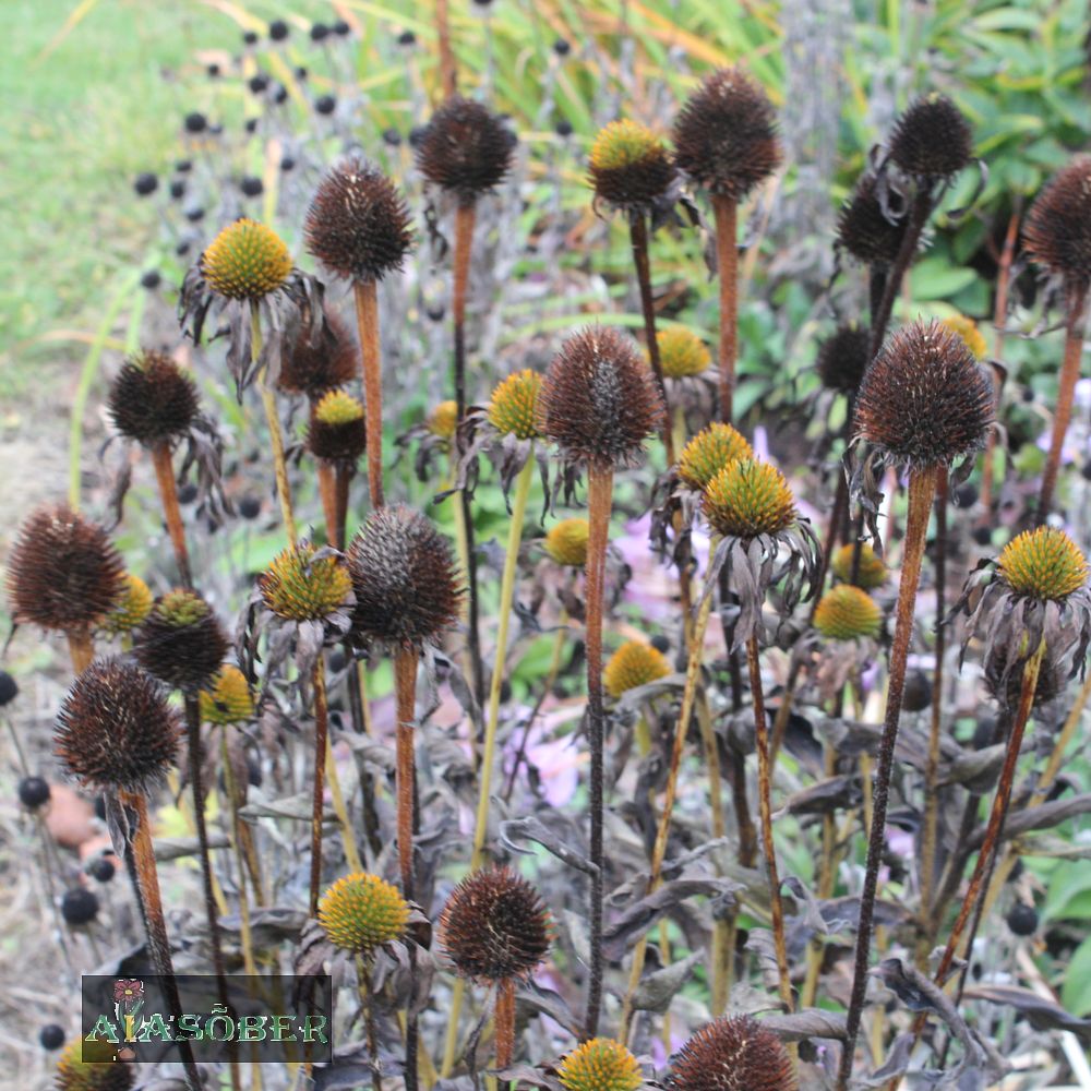 Siilkübar 'Southern Belle' (6 tk) - Image 4