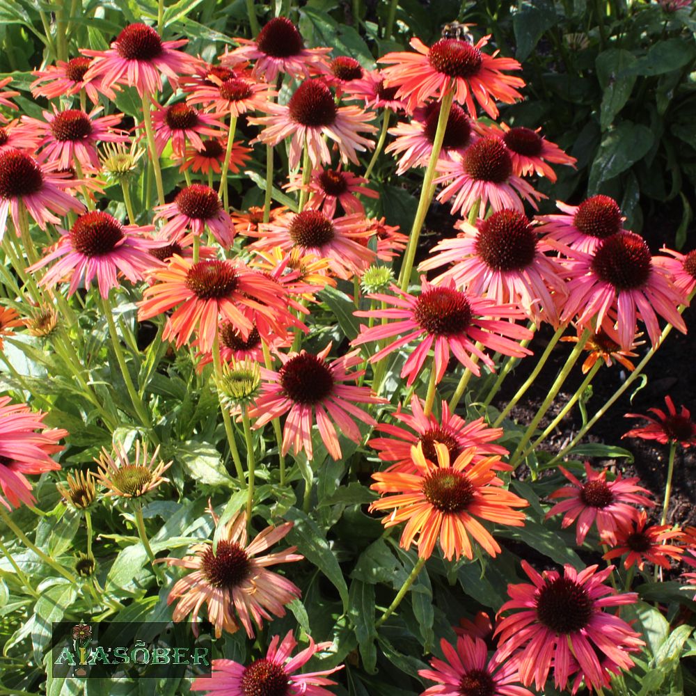 Siilkübar 'Summer Cocktail' (6 tk) - Image 4