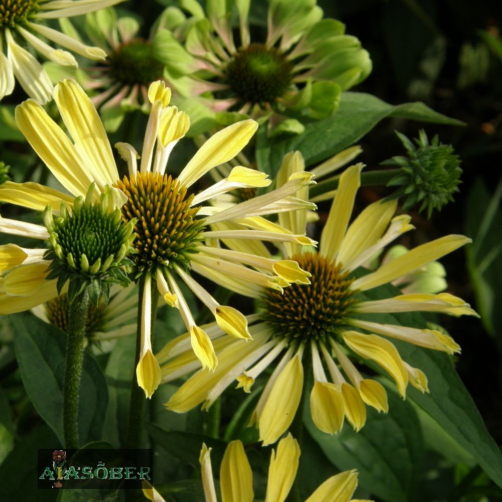 Siilkübar 'Sunrise' (6 tk) - Image 2