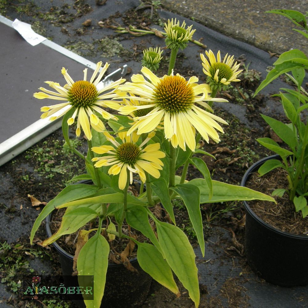 Siilkübar 'Sunrise' (6 tk) - Image 3