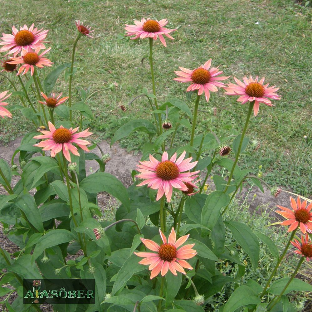 Siilkübar 'Sunset' (6 tk) - Image 3