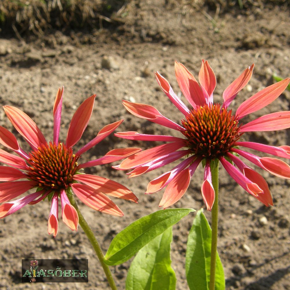 Siilkübar 'Sunset' (6 tk) - Image 4