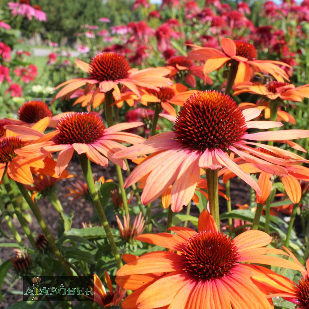 Siilkübar 'Tangerine Dream' (6 tk) - Image 2