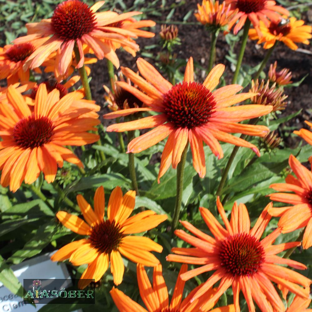 Siilkübar 'Tangerine Dream' (6 tk) - Image 3