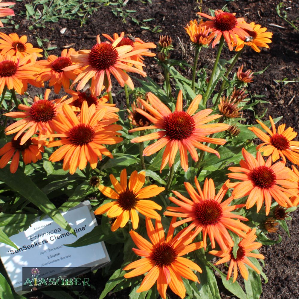 Siilkübar 'Tangerine Dream' (6 tk) - Image 4