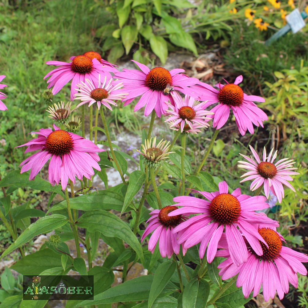 Siilkübar 'Vintage Wine' (6 tk) - Image 3