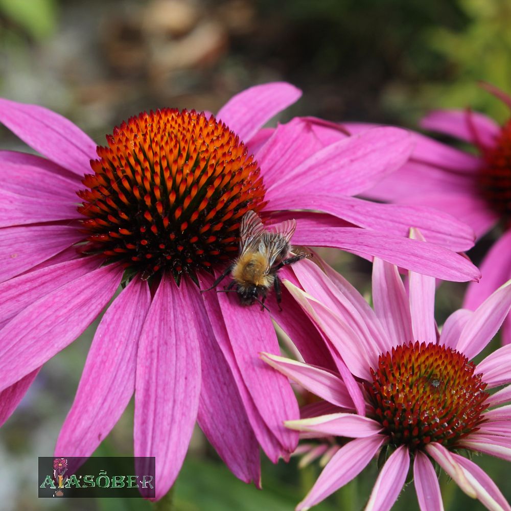 Siilkübar 'Vintage Wine' (6 tk) - Image 4