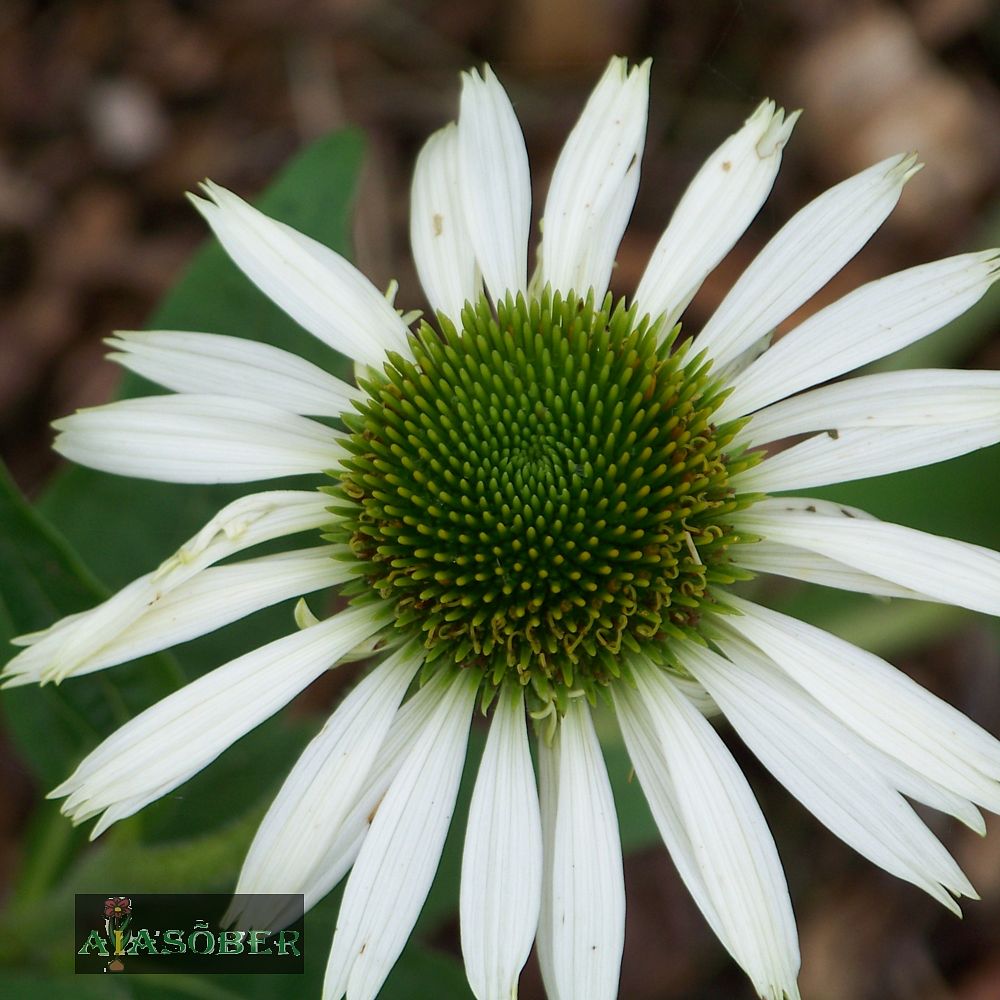 Siilkübar 'Virgin' (6 tk) - Image 2