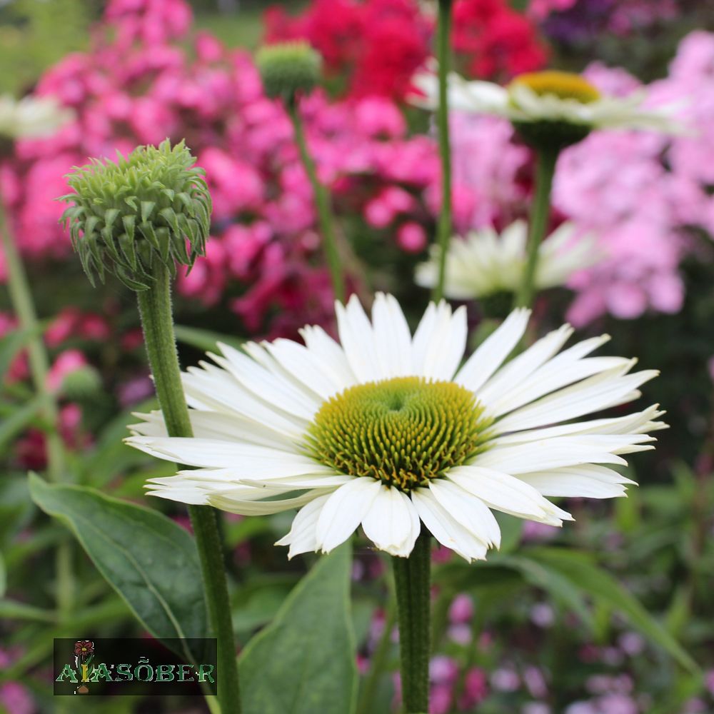 Siilkübar 'Virgin' (6 tk) - Image 4