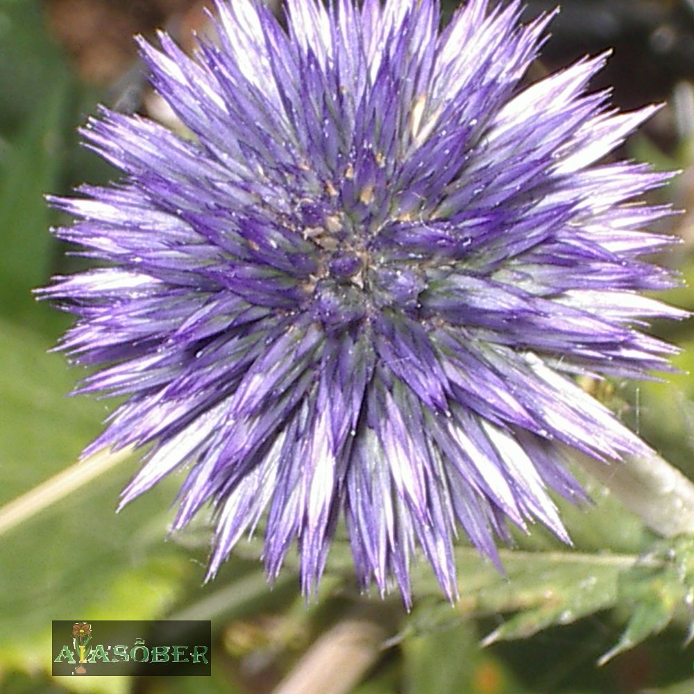 Sinine mesiohakas 'Veitch's Blue' (6 tk) - Image 2