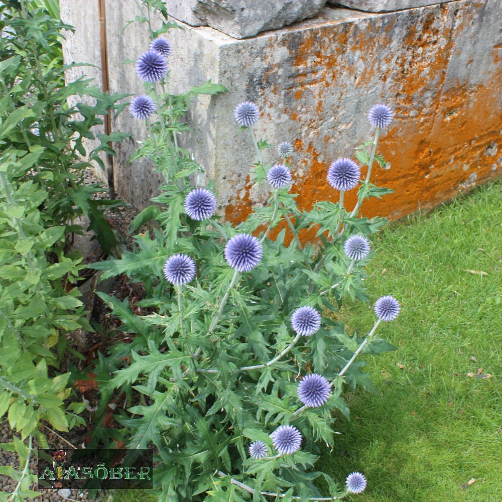 Sinine mesiohakas 'Veitch's Blue' (6 tk) - Image 3