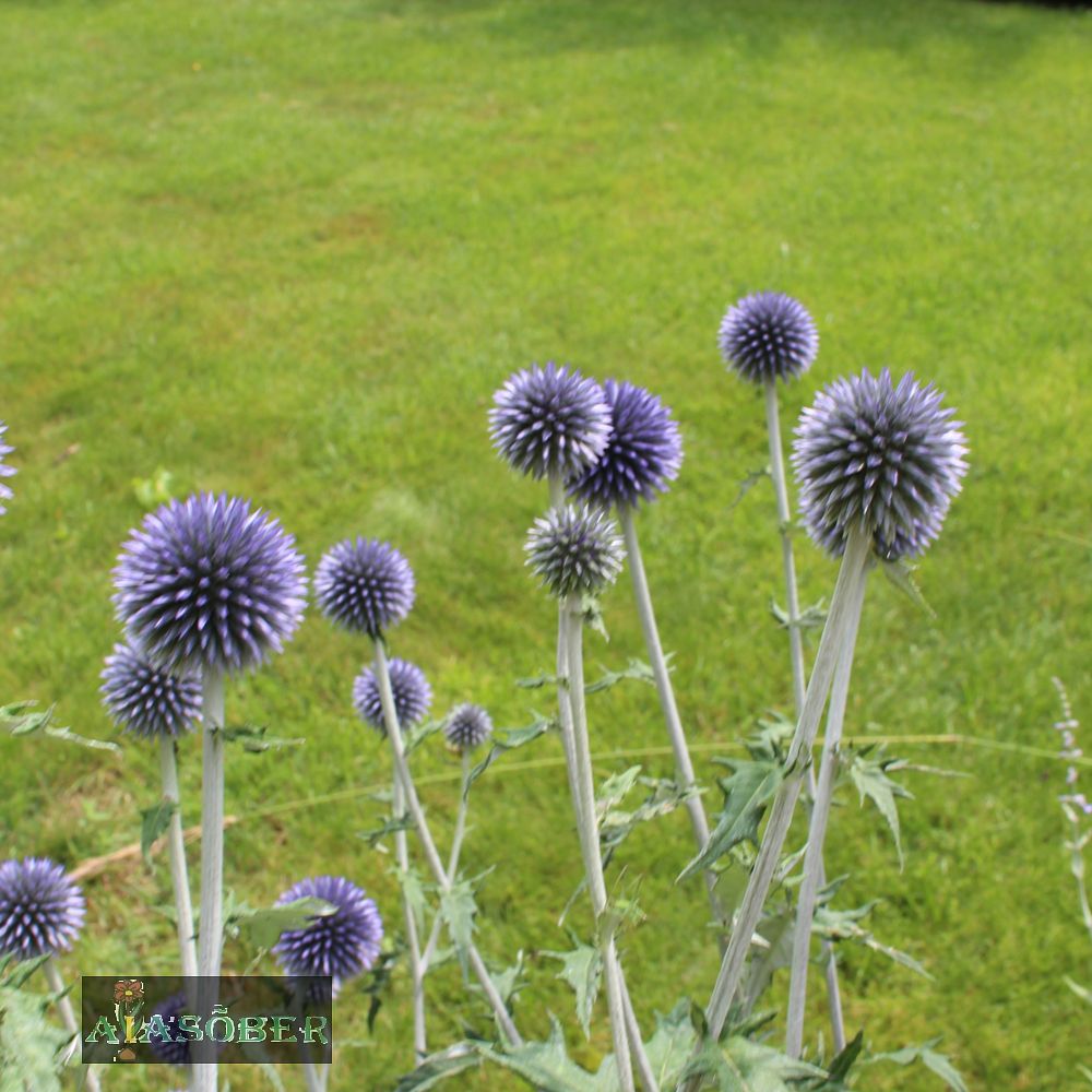 Sinine mesiohakas 'Veitch's Blue' (6 tk) - Image 4