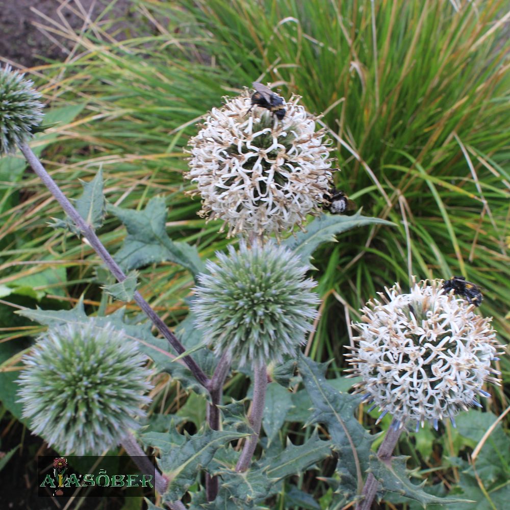 Valkjas mesiohakas 'Arctic Glow' (6 tk) - Image 3