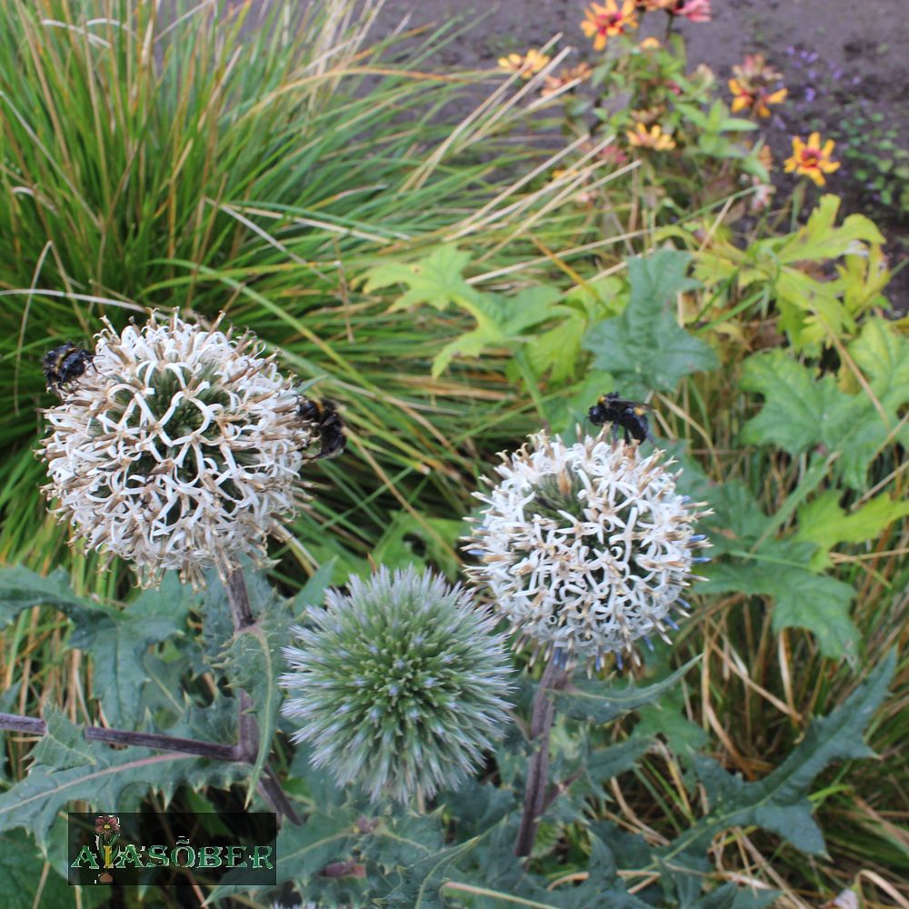 Valkjas mesiohakas 'Arctic Glow' (6 tk) - Image 4