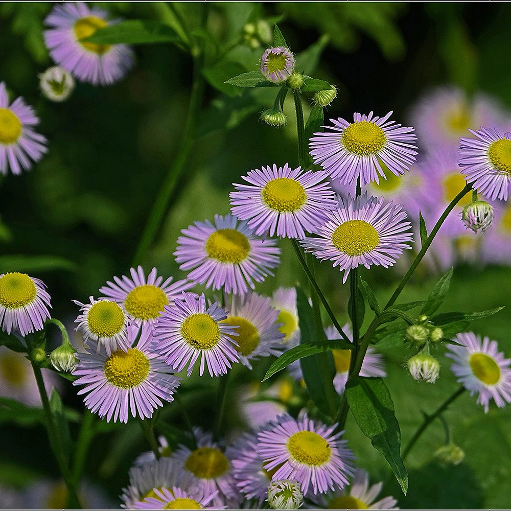 Aed-õnnehein 'Rosa Juwel' (6 tk) - Image 3